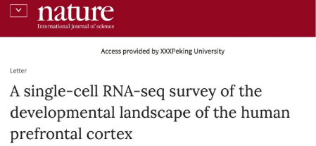 Nature：人腦前額葉發(fā)育的單細胞圖譜_單細胞轉錄組測序