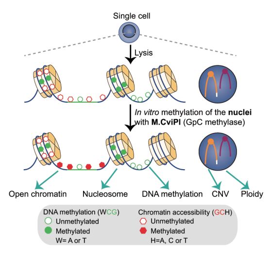 單細(xì)胞測序技術(shù)(single cell sequencing)