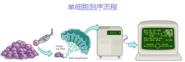 單細(xì)胞測(cè)序技術(shù)及其在傳染病研究領(lǐng)域中的應(yīng)用講解