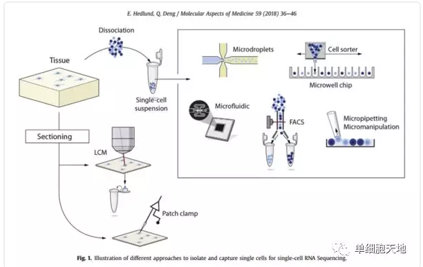 單細(xì)胞入門-讀一篇scRNA-seq綜述講解