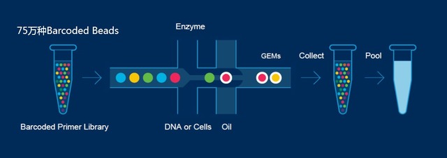 單細胞轉錄組測序(10x Genomics)詳解