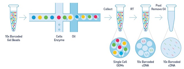 單細胞轉錄組測序(10x Genomics)詳解